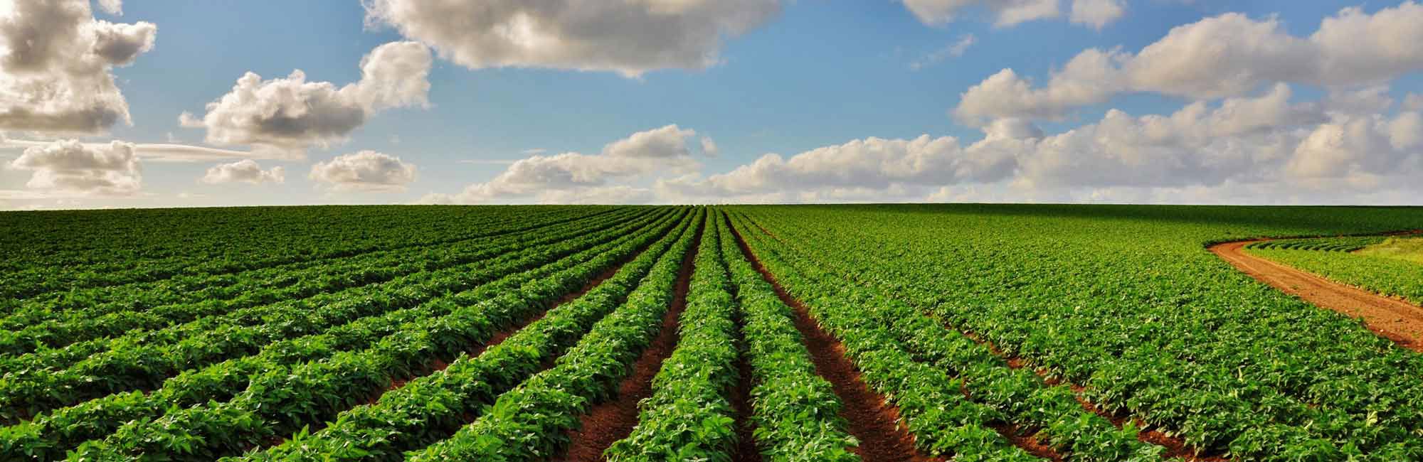vegetabls field